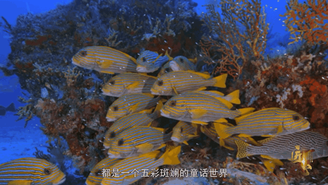 《海阔天空》预告-5.gif 《海阔天空》预告-5.gif